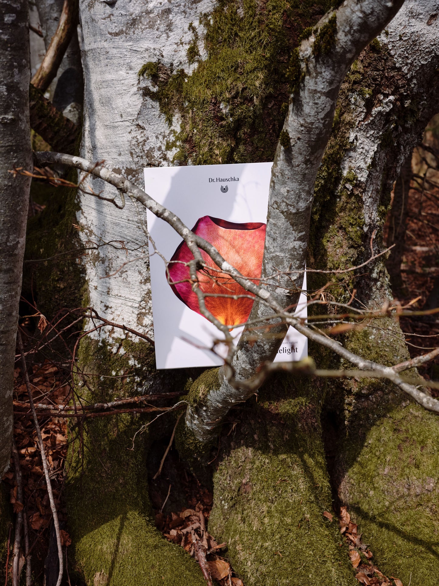 Calendario de Adviento 2025